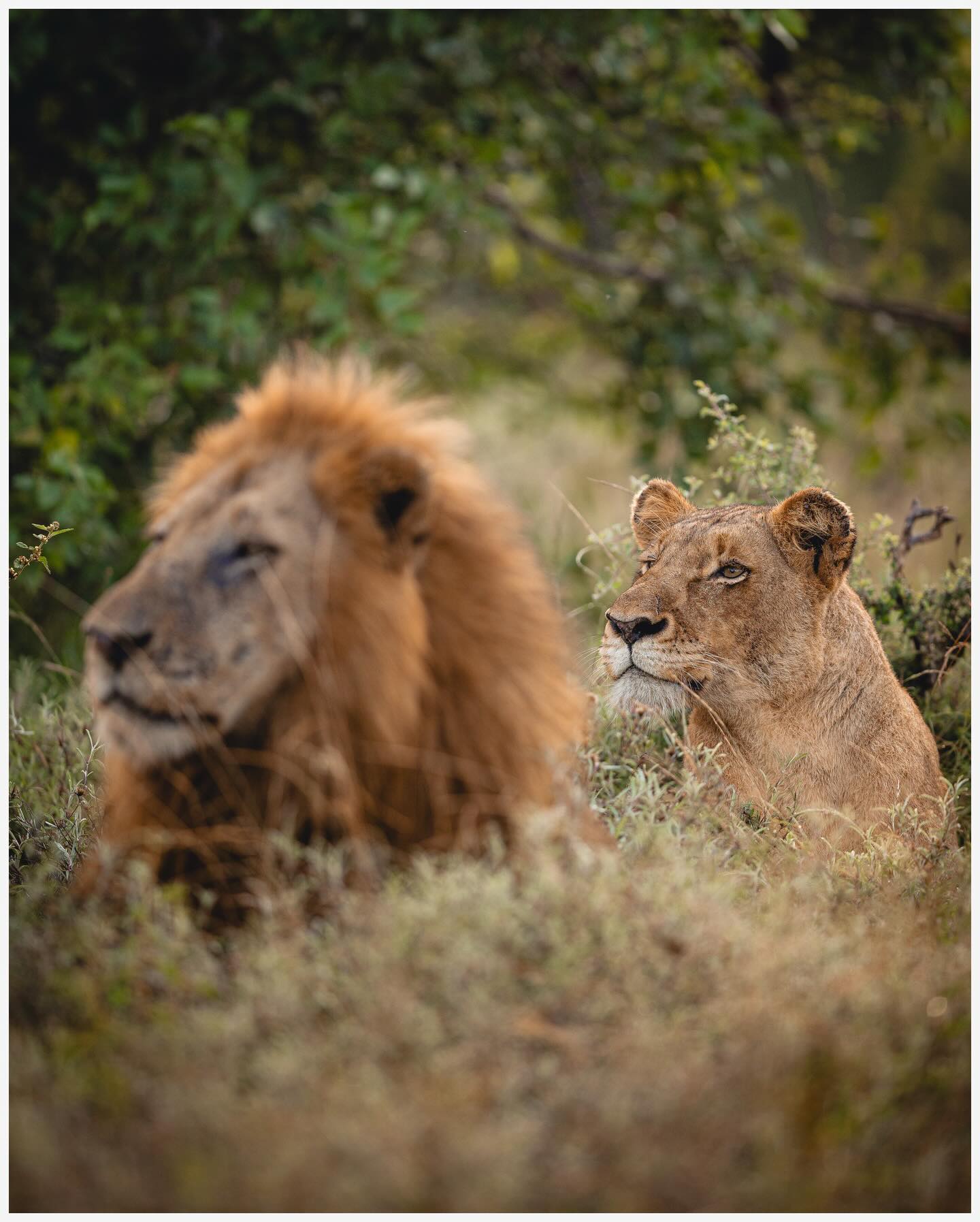 Behind every strong lion there's - an even stronger lioness? 🦁