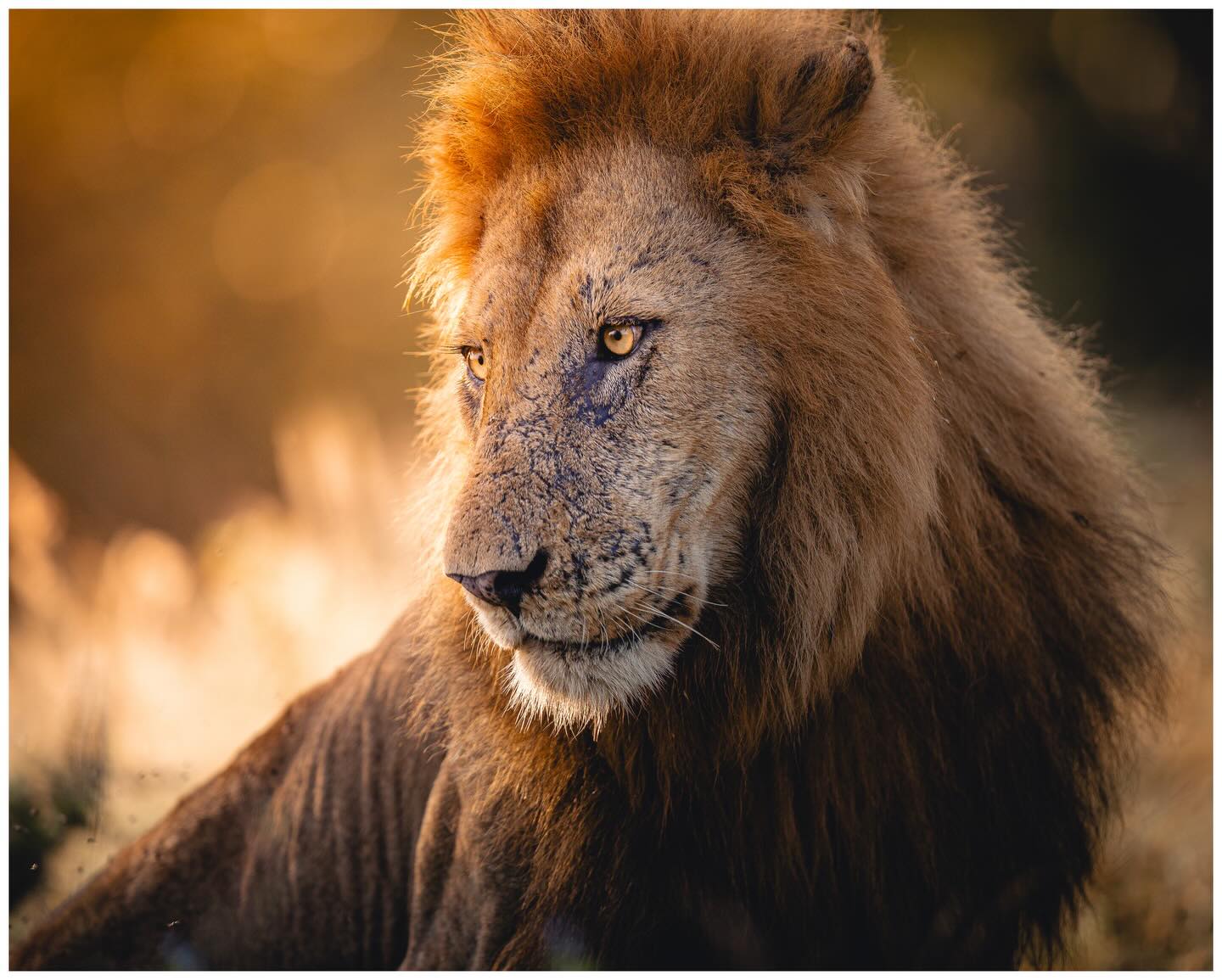 Scar just before sunset