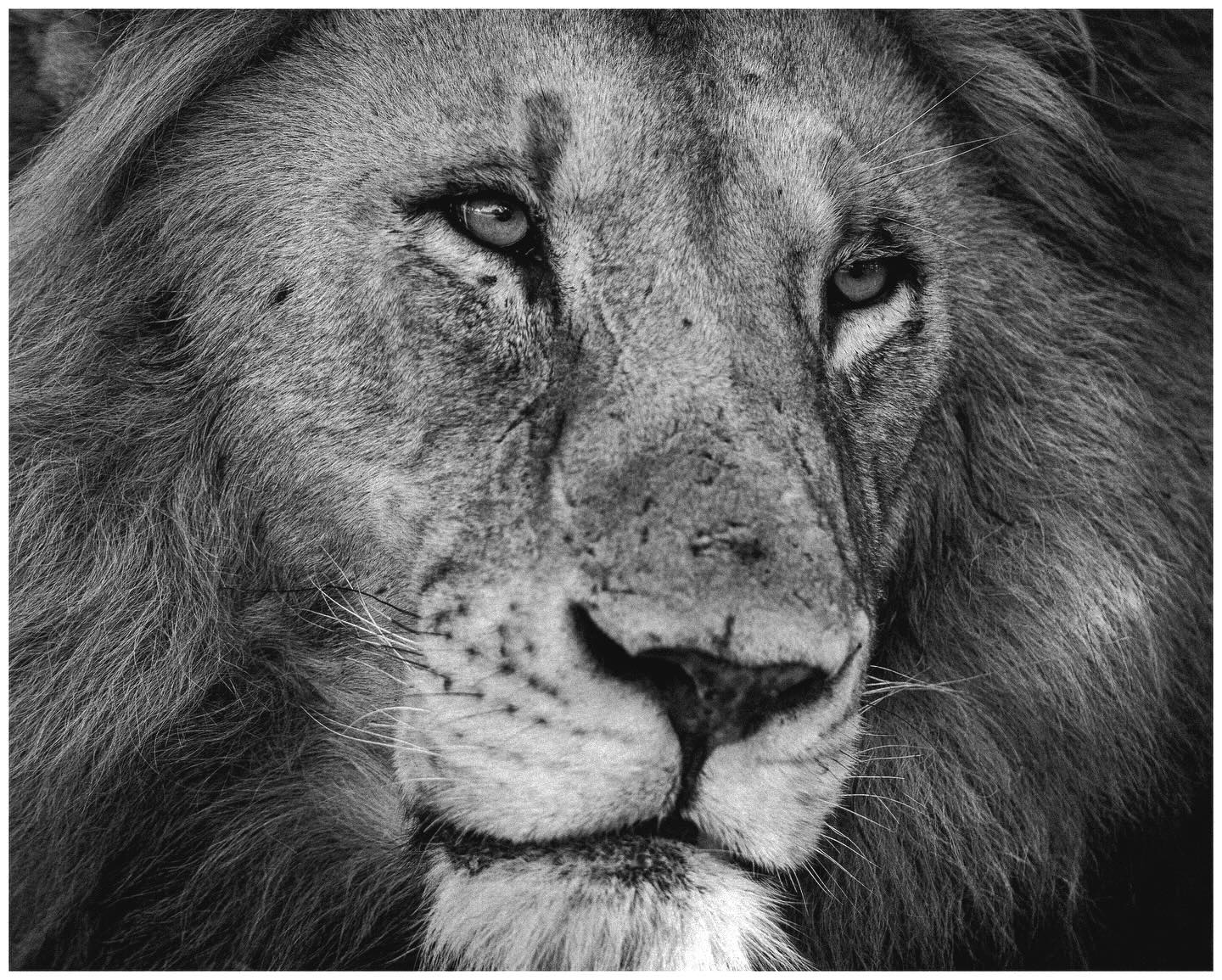 🦁