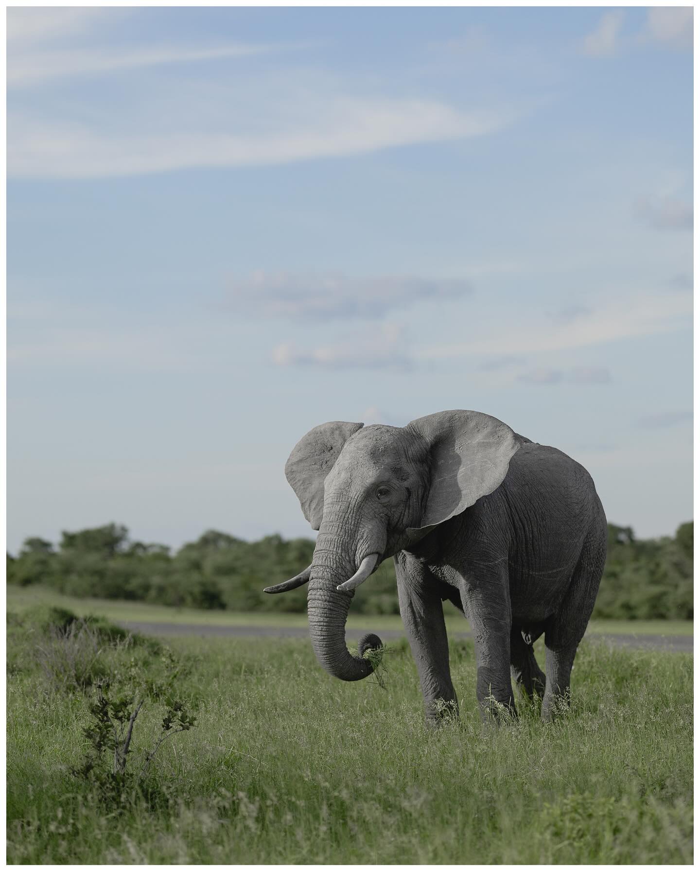 🐘