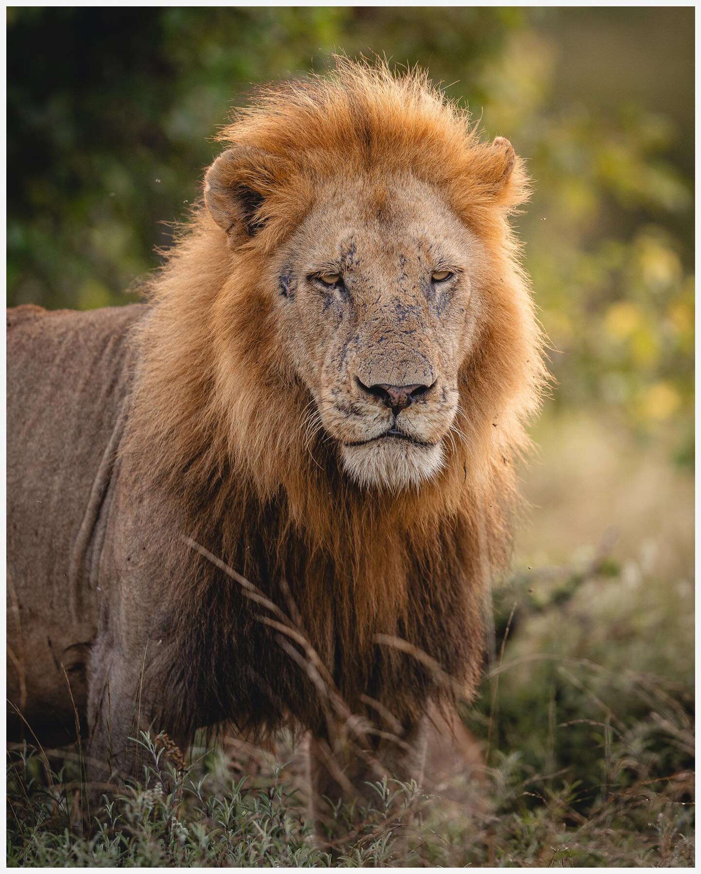 We got super lucky with our lion sightings at @ingwelala_private_reserve 🦁