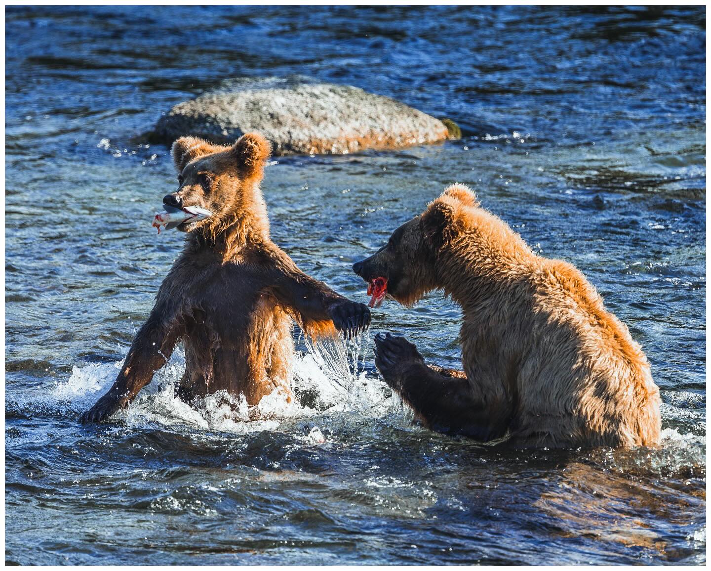Grizzlies sharing a fresh meal of Salmon Sashimi