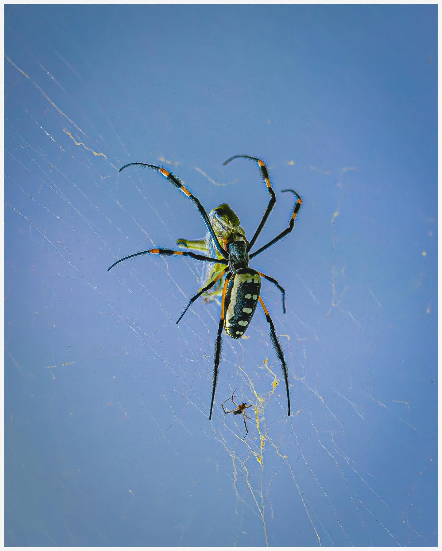 🕸️