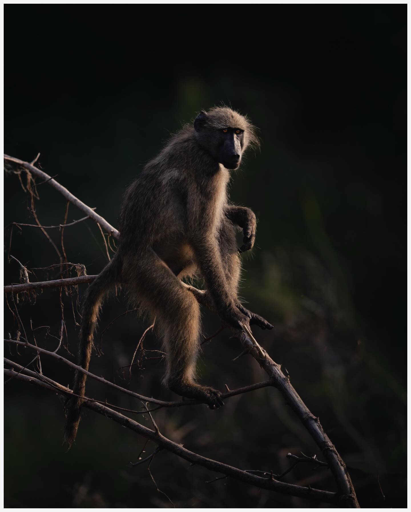 Male Baboon on the lookout